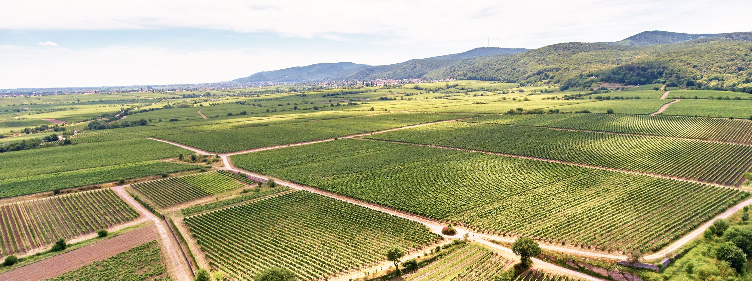 Luftaufnahme weiter Weinberge in der Pfalz mit Hügelkette im Hintergrund