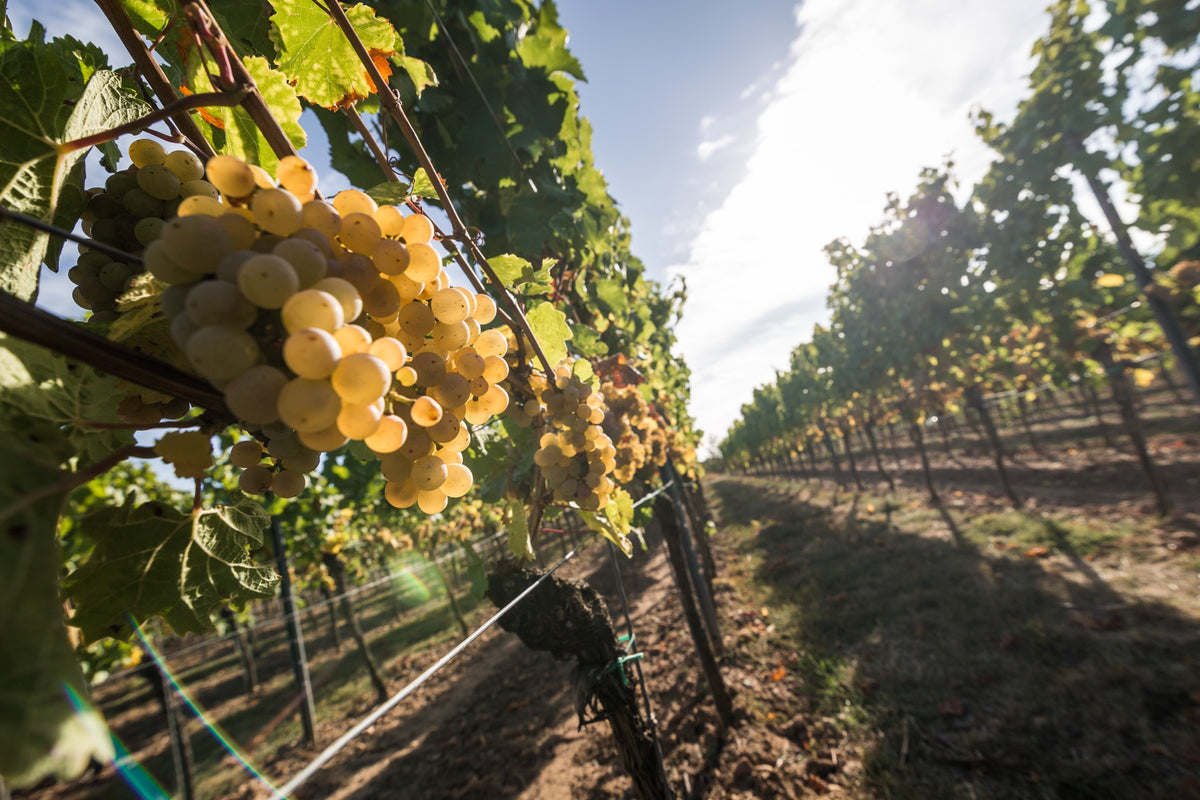 Reife Trauben – Herkunft der NUA Weine