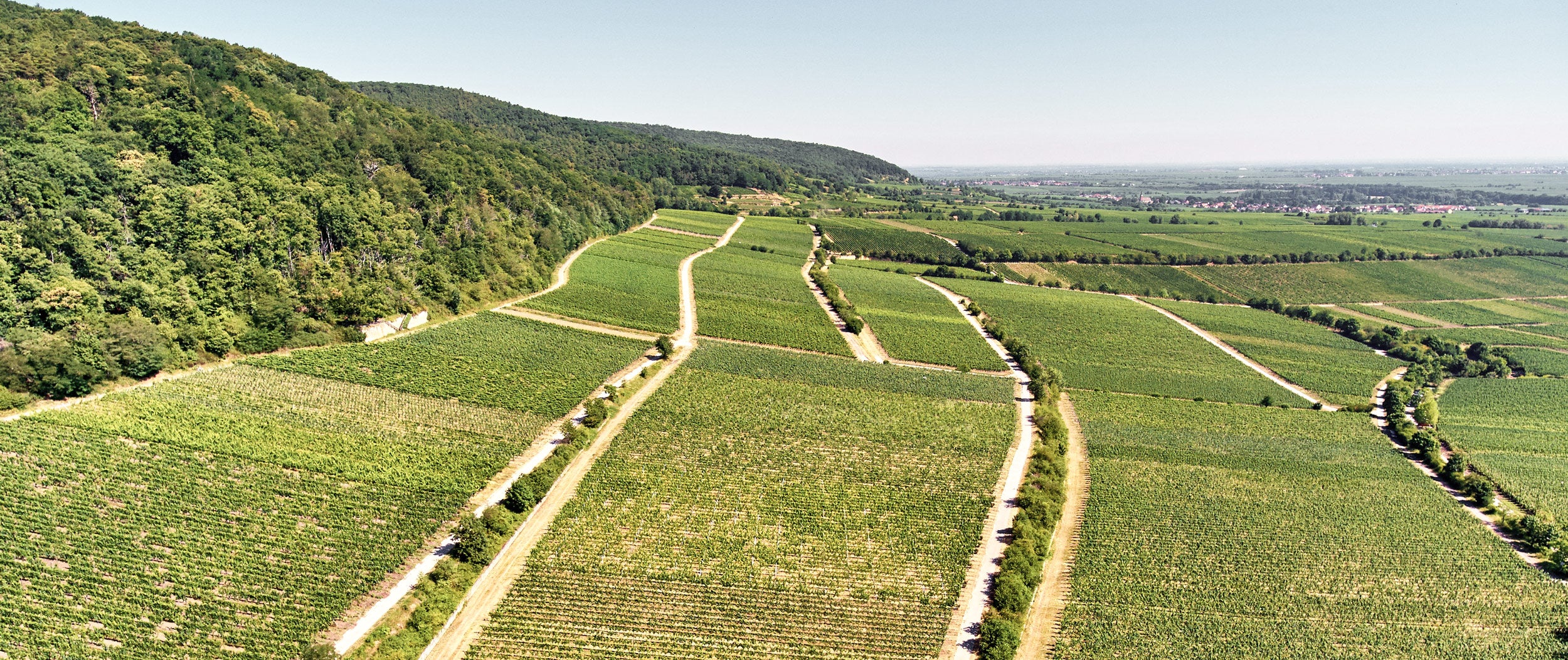 Luftaufnahme von Weinbergen an einem Hang in der Pfalz, gesäumt von Wald